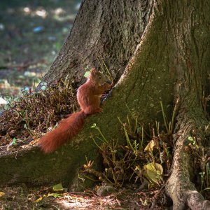 Eichhörnchen
