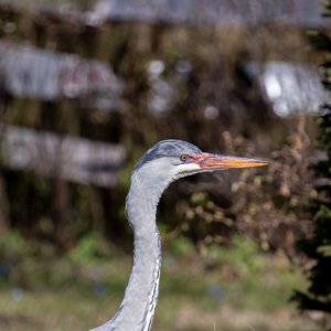 Graureiher Portrait