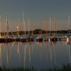 Schlei Anis
