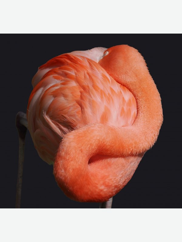 Flamingo - Friderike Bielfeld