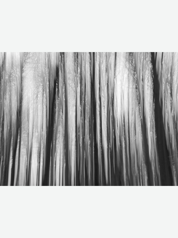 Grabau Wald 1 - Axel Lange