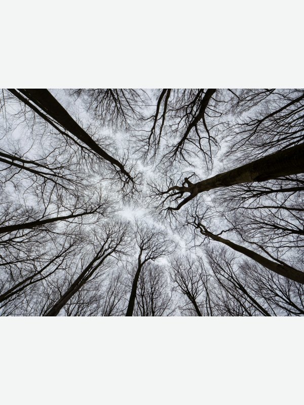 Grabau Wald 2 - Axel Lange