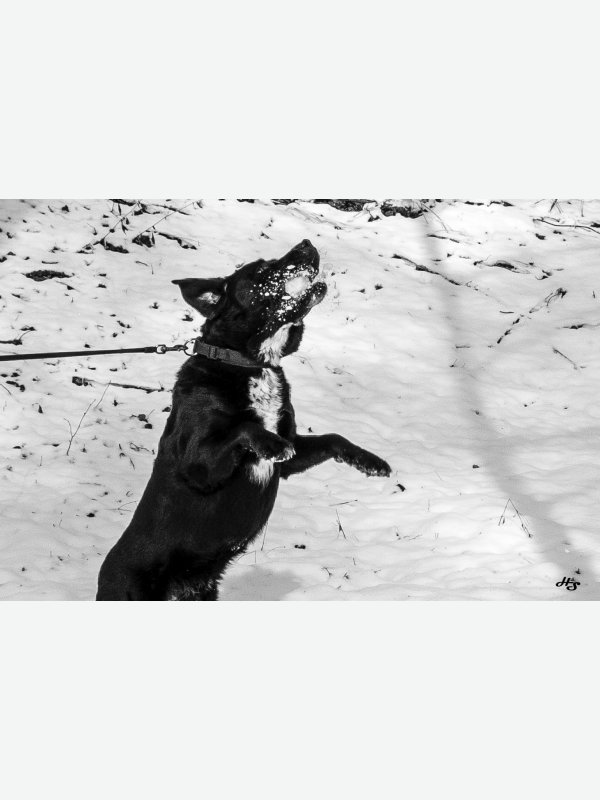 Ihm schmeckts - Heike Schüler