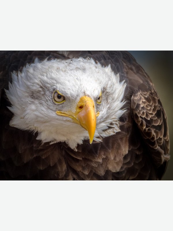 Seeadler - Axel Lange