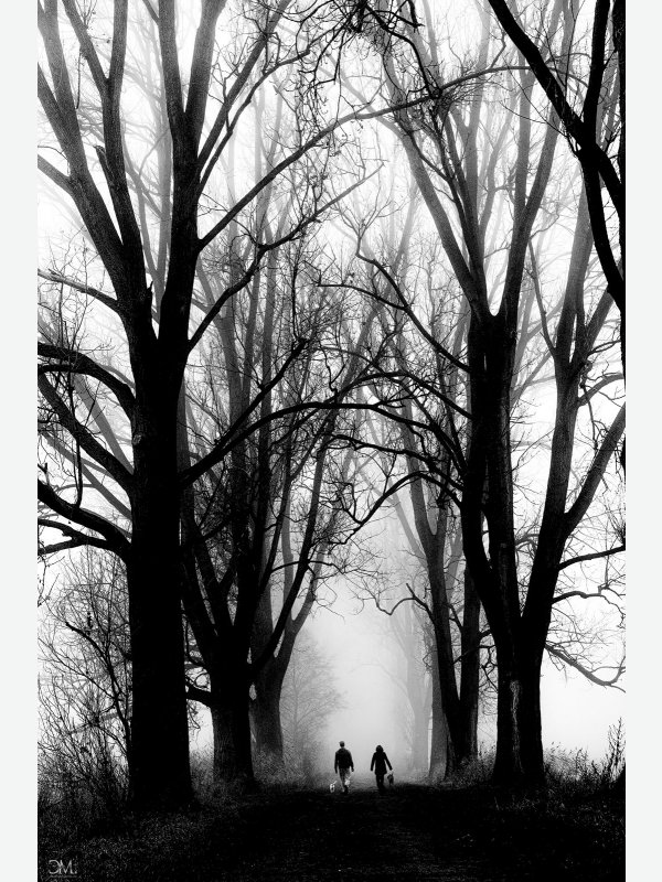 Spaziergang im Nebel - Claus Müller