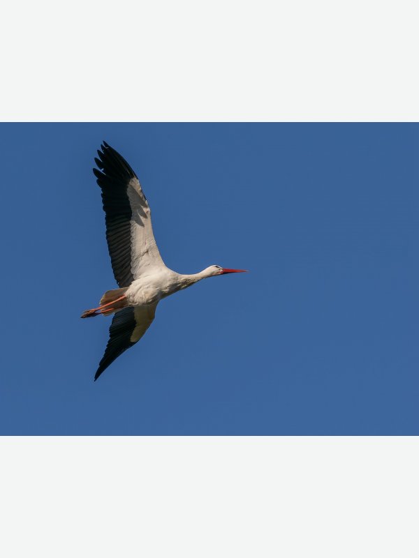 Storch - Axel Lange