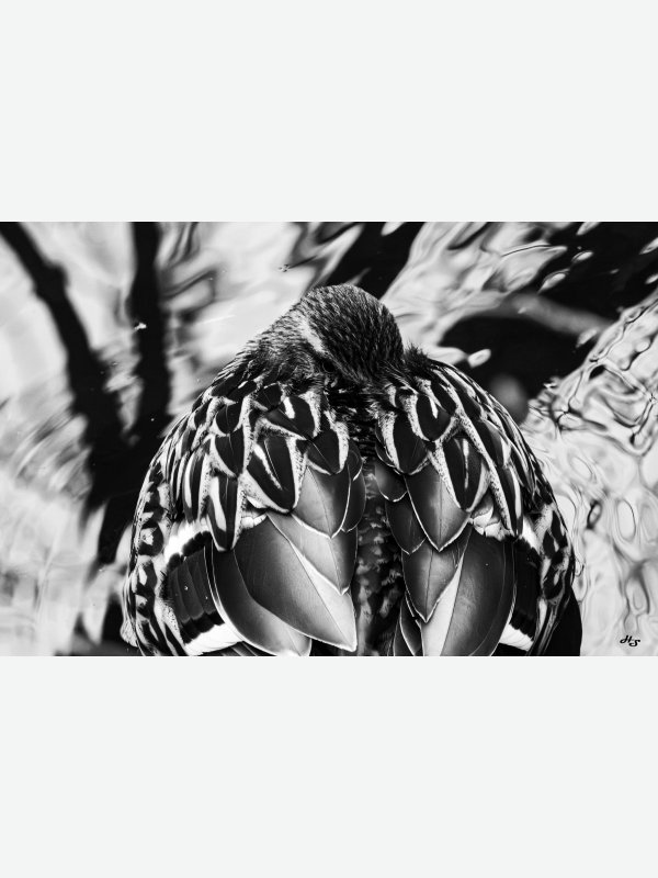 Verträumt - Heike Schüler