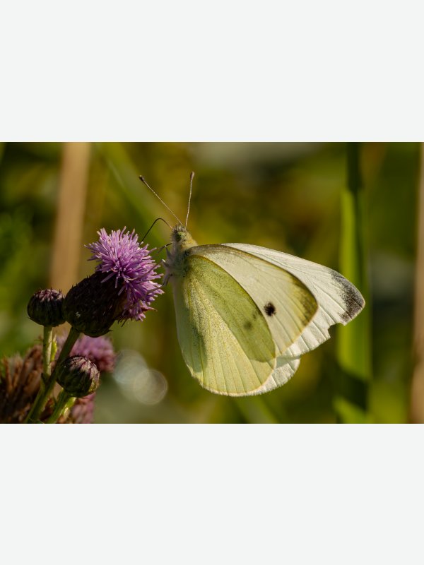 Schmetterling - Birte Behm