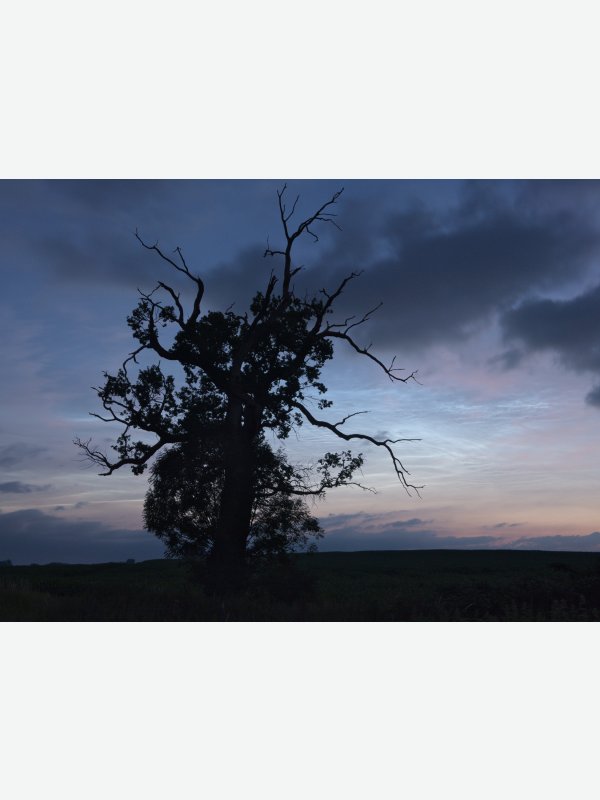 Alte Eiche - Thorsten Witt
