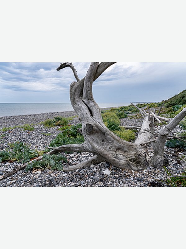 Strandgut Ostsee - Andreas Sperwien