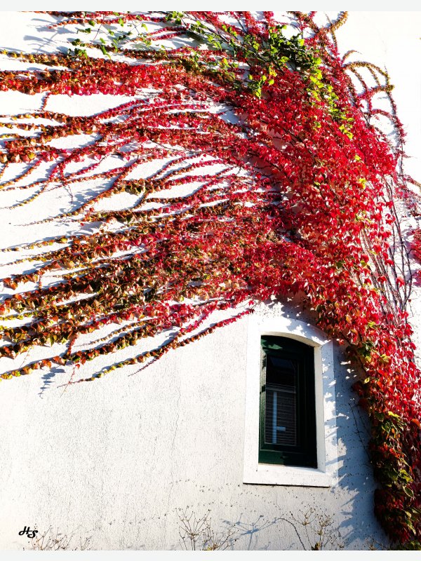 Aussenwandtapete - Heike Schüler