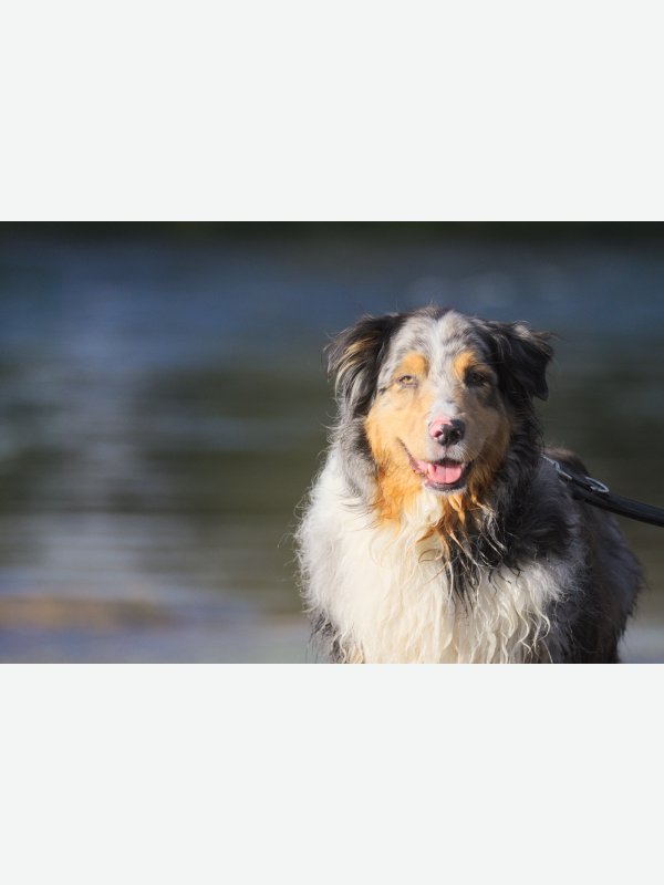 Australian Shepherd - Thorsten Witt