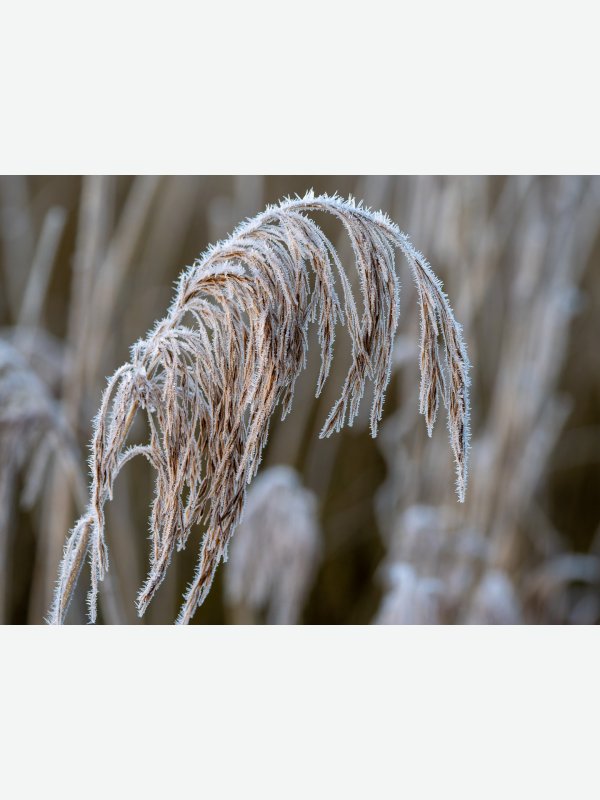 Brenner Moor - Axel Lange