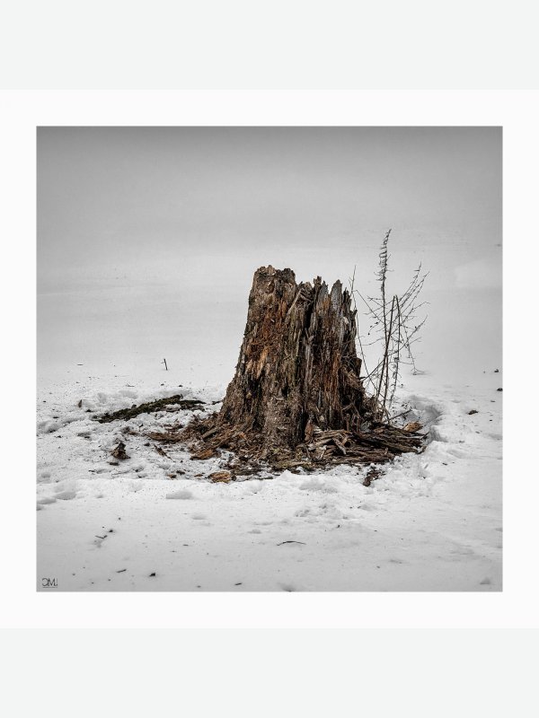 Baum Stubbe - Claus Müller