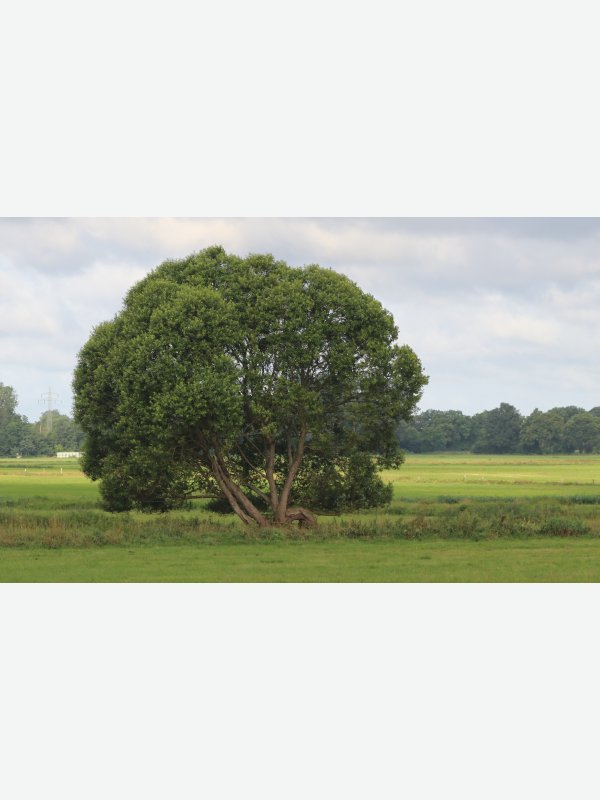 Baum - Hans Vos