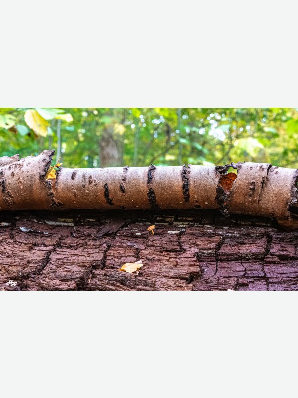 Baumrinde - Heike Schüler