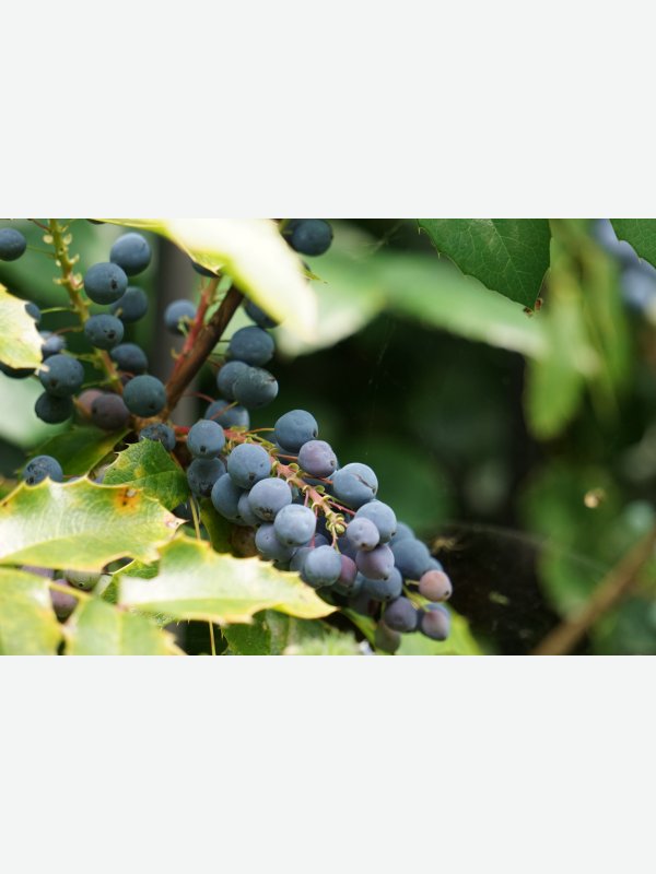 Beeren am Wegesrand