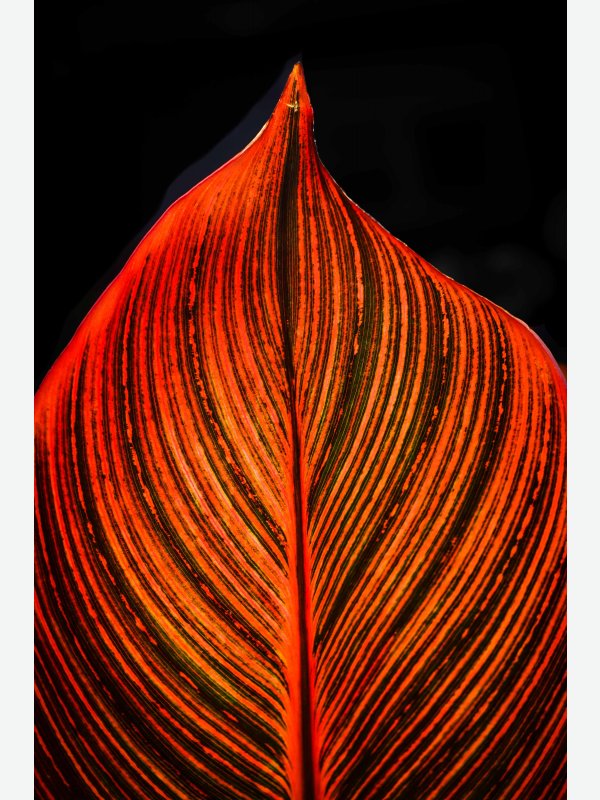 Blatt einer mexikanischen Canna - Ines Wowros