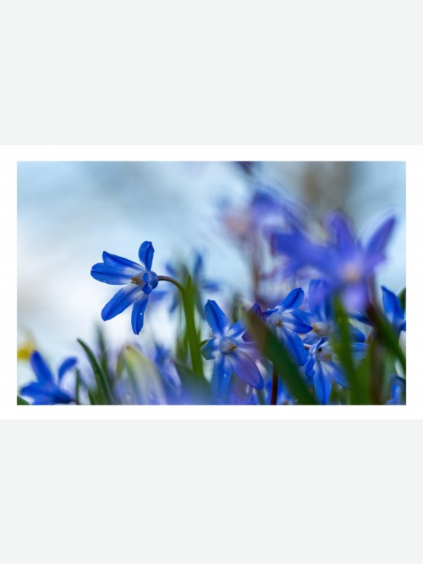 Blumen im Wind - Heike Schüler