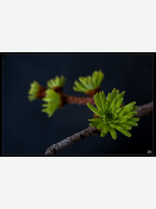 Bonsai - Claus Müller