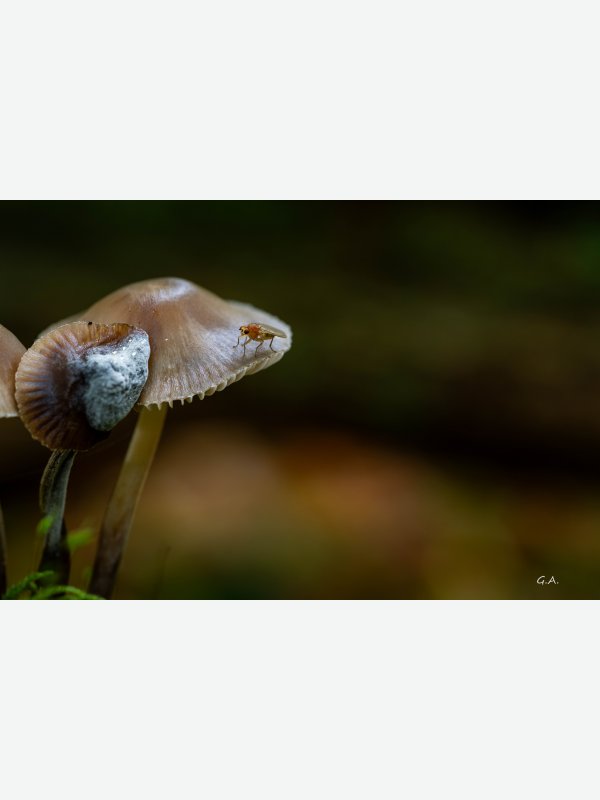 Besuch von einer Fruchtfliege - Gisela Aul