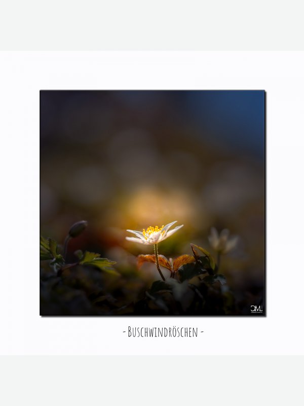 Buschwindröschen 2 - Claus Müller