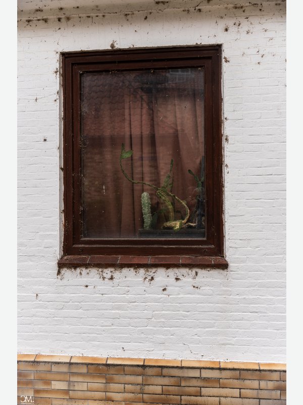 Blumenfenster - Claus Müller