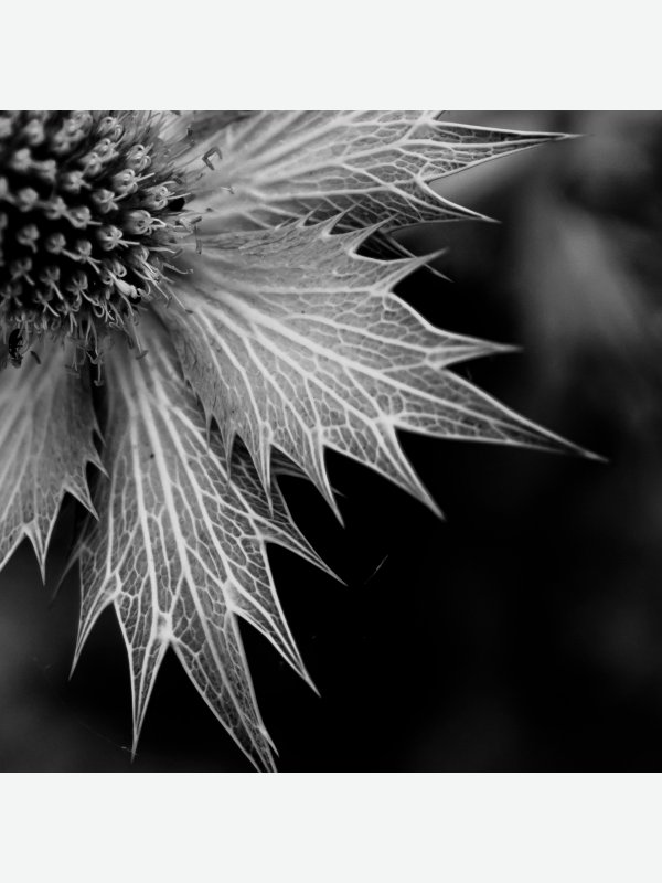 Distel - Ines Wowros