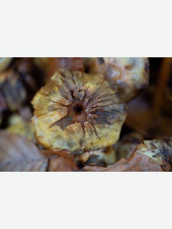 Edel-Reizker im Kneeden - Gisela Aul