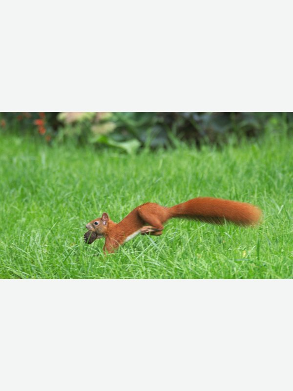 Eichhörnchen - Thorsten Witt