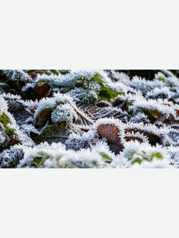 Erster Frost - Heike Schüler