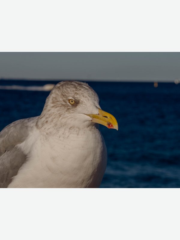 Fischbrötchenklauer - Gisela Aul