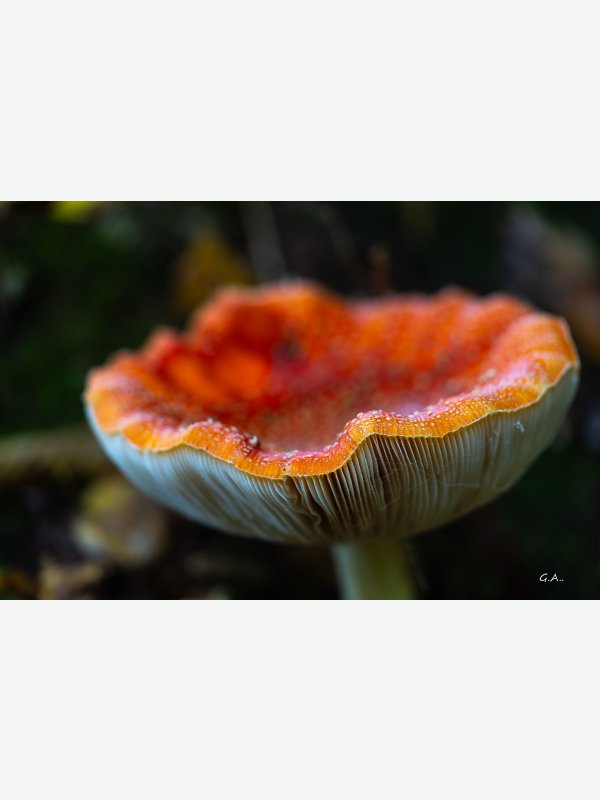 Fliegenpilz - Gisela Aul