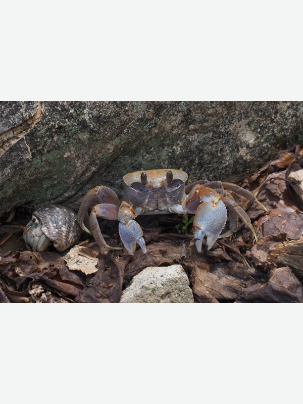 Glatthand-Krabbe und Einsiedlerkrebs - Friedericke Bielfeldt