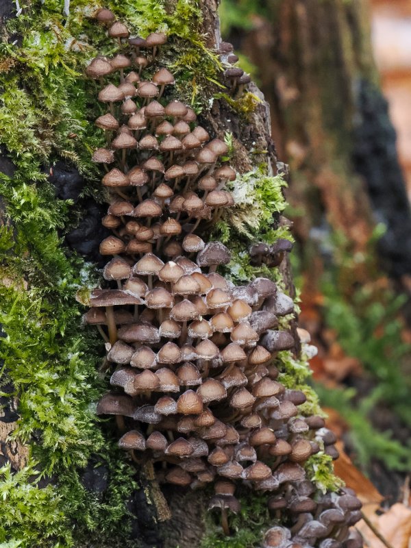 Grabauer Winterwald - Axel Lange