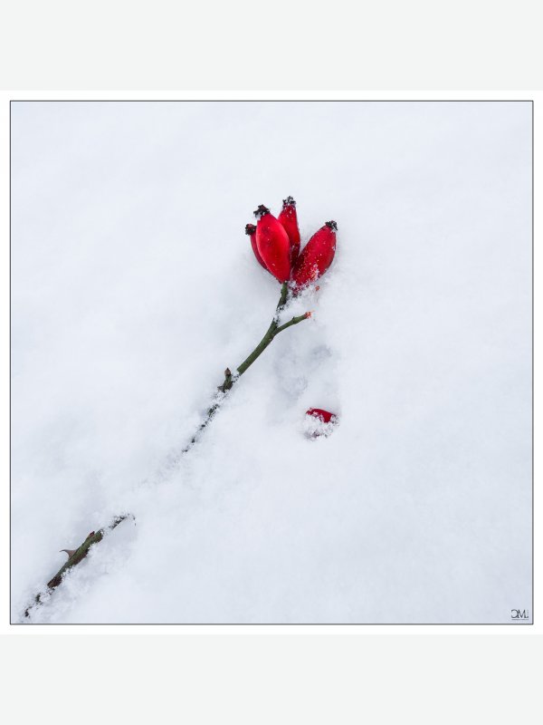 Hagebutte im Schnee - Claus Müller