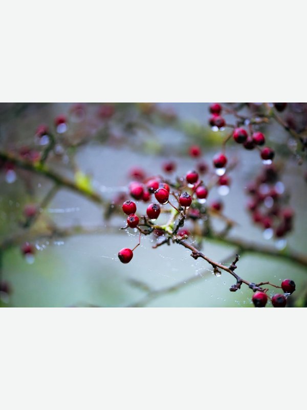 Im Moor - Gisela Aul