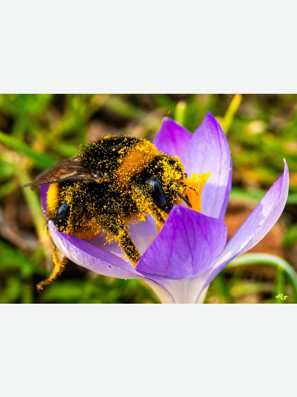 In Blütenstaub gebadet - Heike Schüler