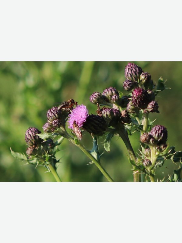 Insekten auf Distel - Hans Vos