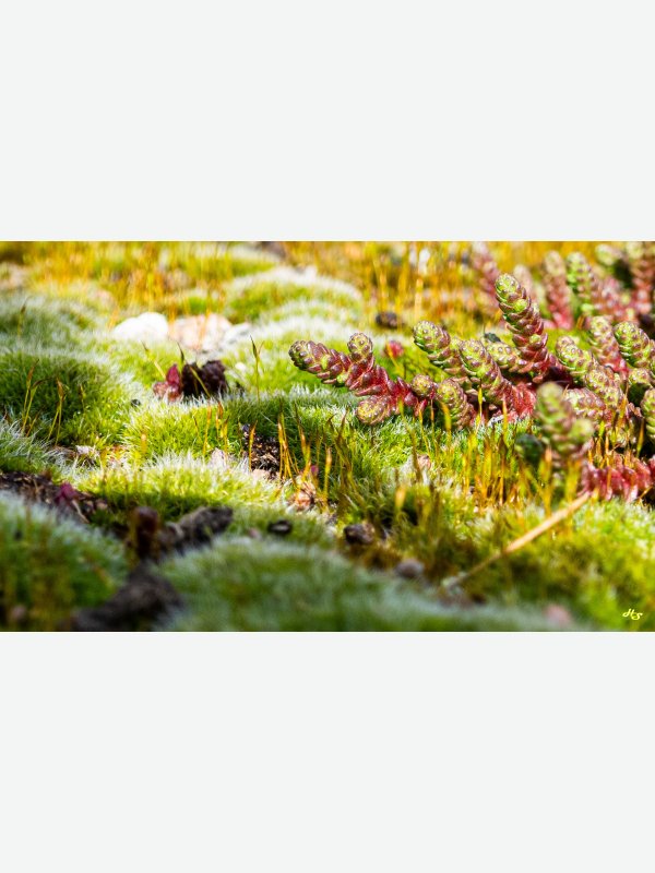 Kleine Welt für sich - Heike Schüler