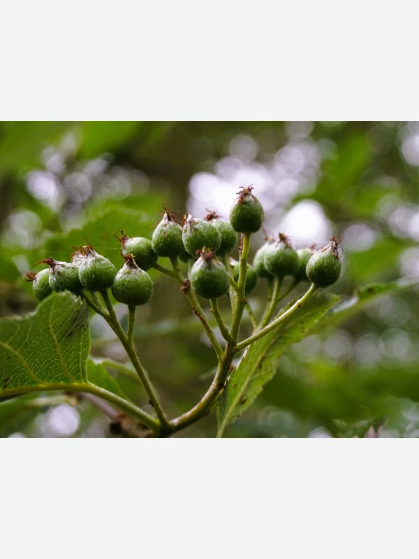Knospen im Park