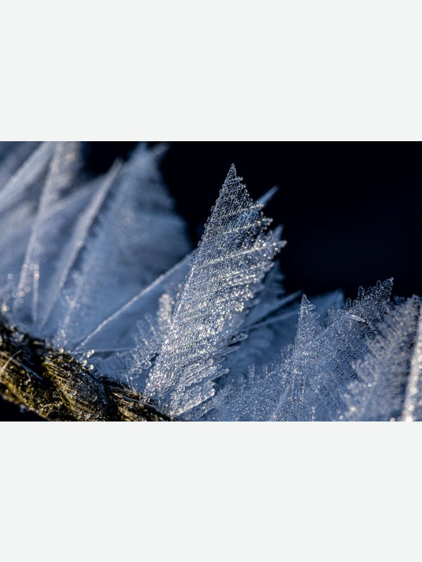 Kristallwald - Pascal Nolte