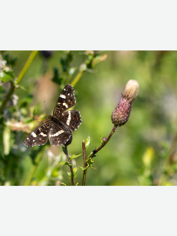 Landkärtchen im Brenner Moor - Gisela Aul