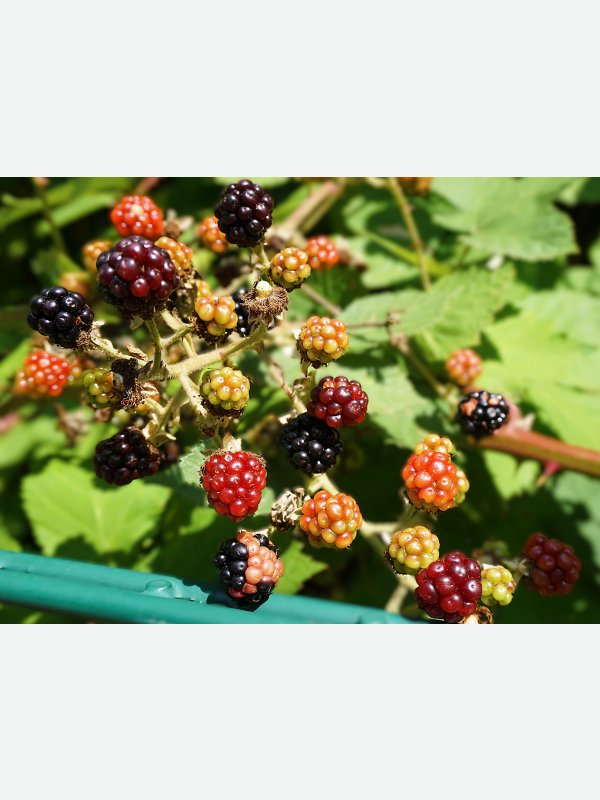 Leckere Brombeeren