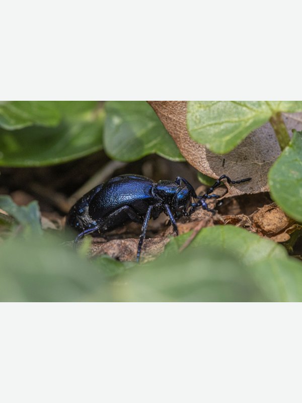 Ölkäfer - Pascal Nolte