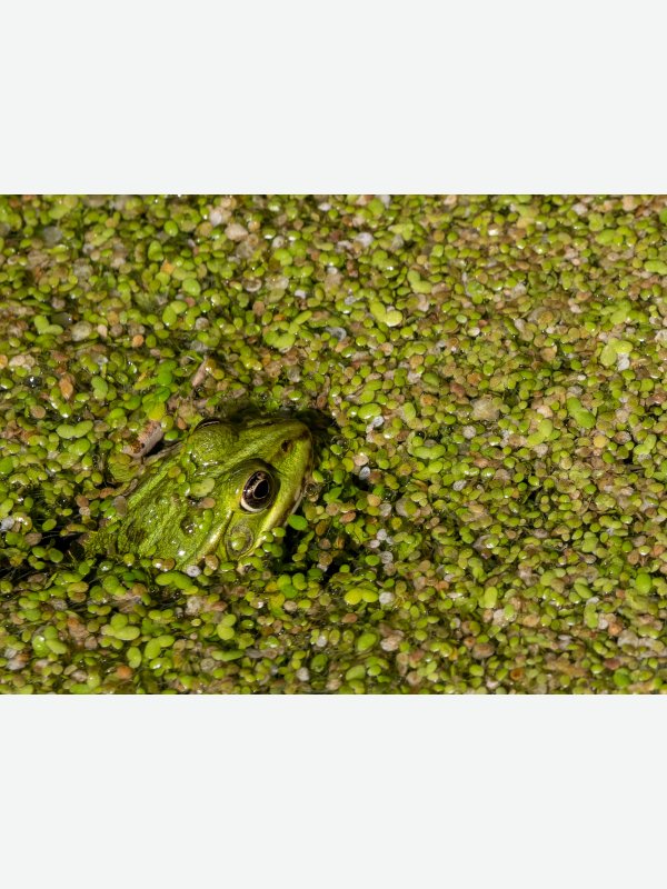 Lüneburger Frosch - Axel Lange