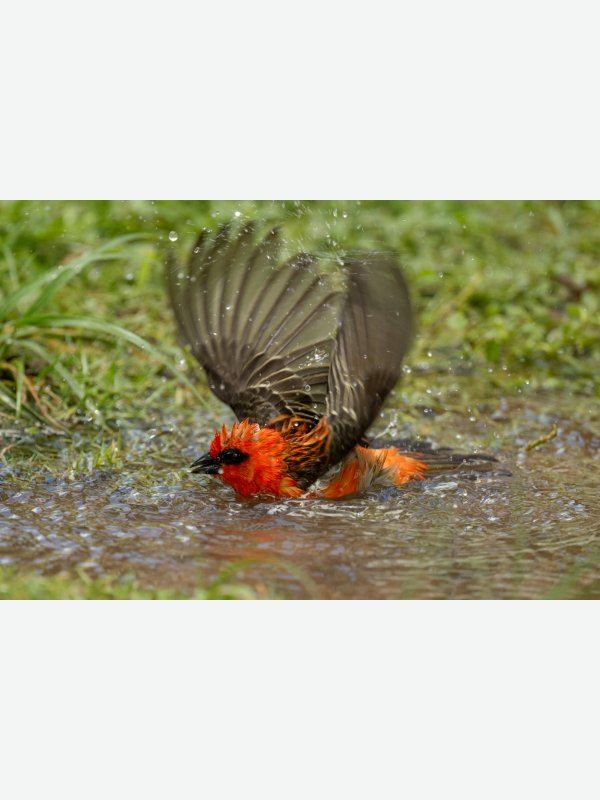 Madagaskar-Webervogel - Volker Bielfeldt