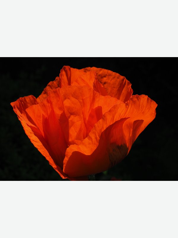 Mohnblüte 1 - Friderike Bielfeldt
