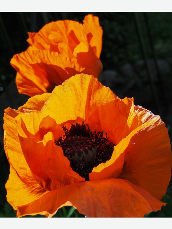 Mohnblüte 2 - Friderike Bielfeldt