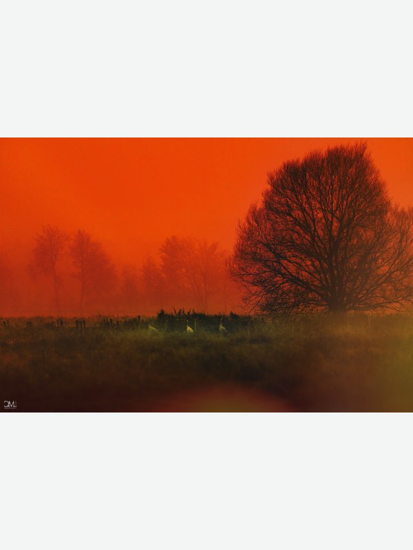 Nachtquartier der Kraniche - Claus Müller